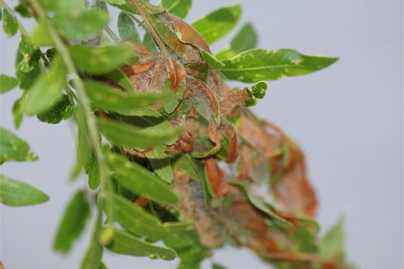Close-up of green honeylocust leaflets loosely bound together with silk. Some leaflets have turned brown.