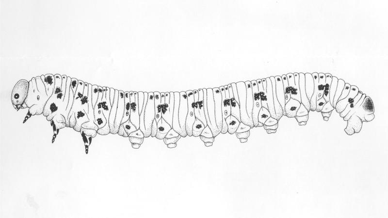 Line drawing of a sawfly larva viewed from the side so all of its legs are visible.