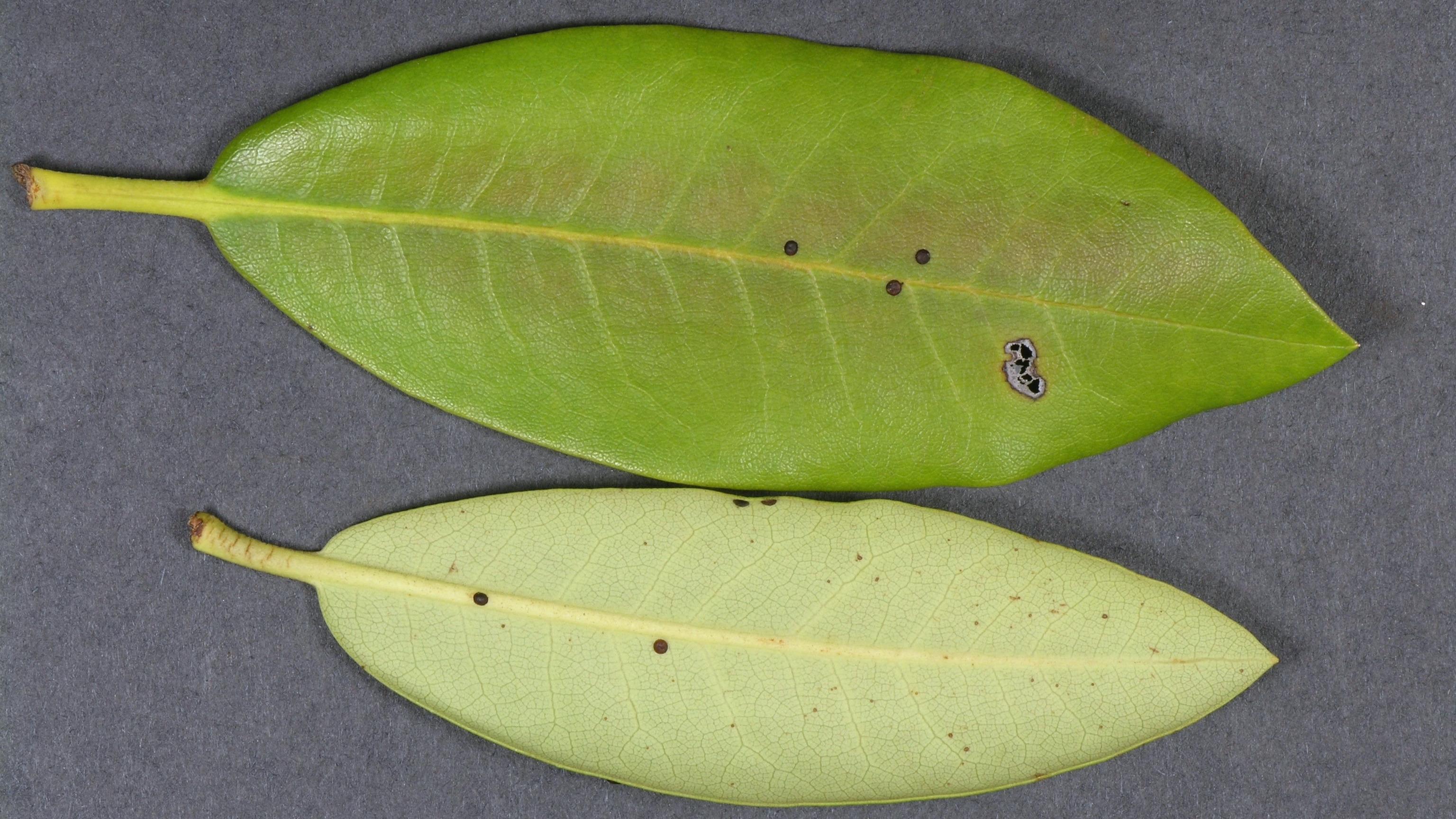 A few scattered, dark brown, round globs stuck to both sides of an evergreen shrub leaf.