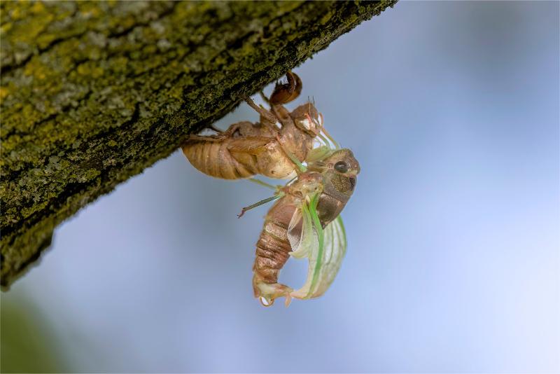A ivory-colored cicada nymph with green wing bugs clings to its brown, papery nymphal skin on a tree trunk.