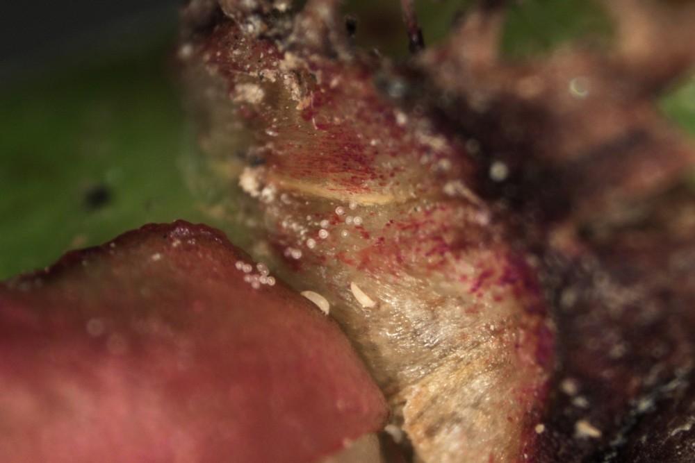 Tiny, creamy-white, rice-shaped mites and smaller round eggs scattered on a rose leaf base under high magnification.