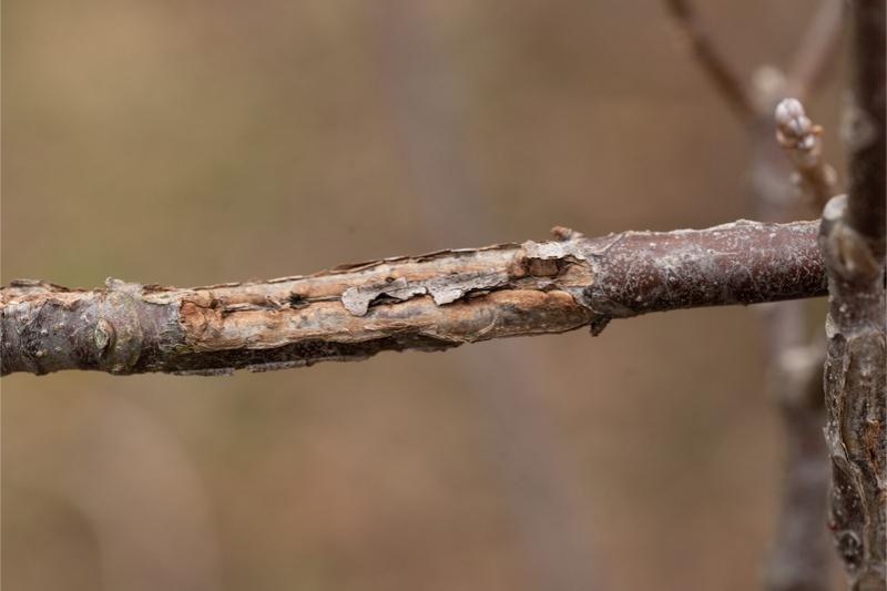 A twig in winter with old scarring along its length that has partially callused-over.
