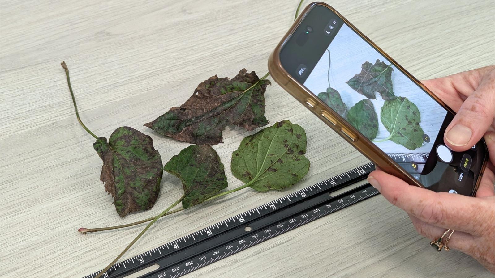 A person uses a cell phone to take a photo of a collection of diseased leaves positioned next to a ruler on a table.