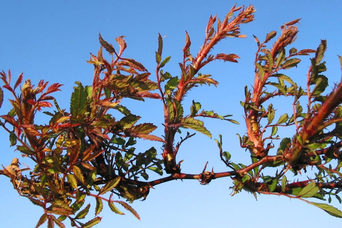 A rose branch with multiple congested, reddish growth points along the stem. The leaves are stunted, and the short new branches are crowded.