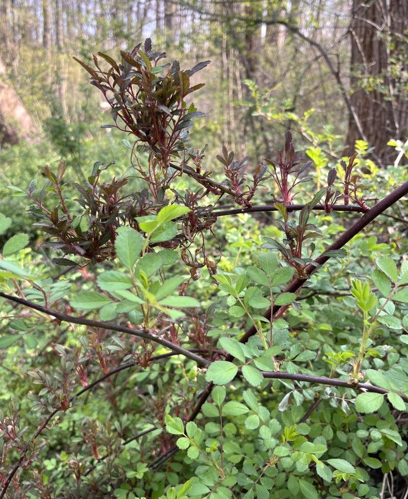 Clumps of dense, reddish, stunted new growth on rose stems.