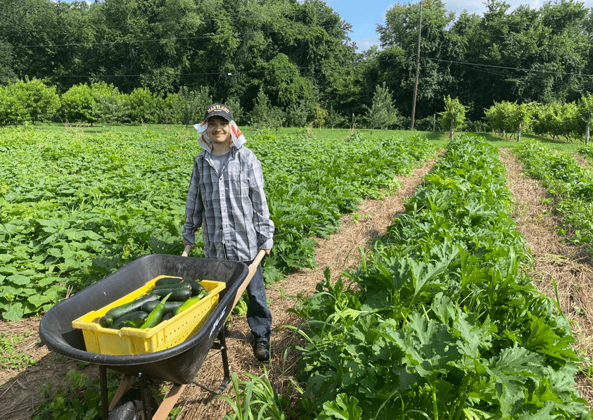 Mike R. Pushing a wheel barrow of zucchinis through a row in the urban farm