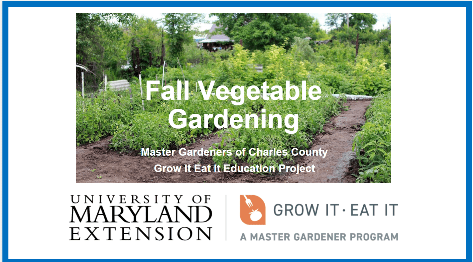 Garden vegetables in the fall