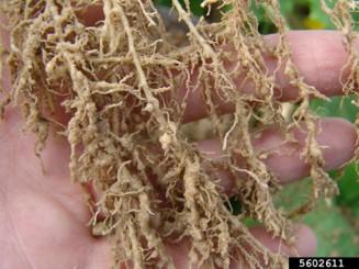 A close up photo of roots with round growths or galls on them. 