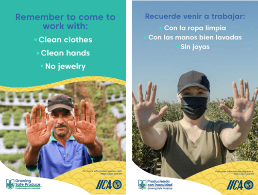 Alt text:  Bilingual food safety posters reminding workers to wear clean clothes, wash hands, and avoid jewelry before work, illustrated with farm workers holding up clean hands.