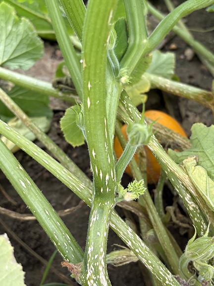 A photo of a green pumpkin vine with tan spindle shape lesion along it.  