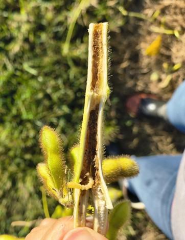 Split soybean stem showing Dectes stem borer tunneling with a larva inside the stem.