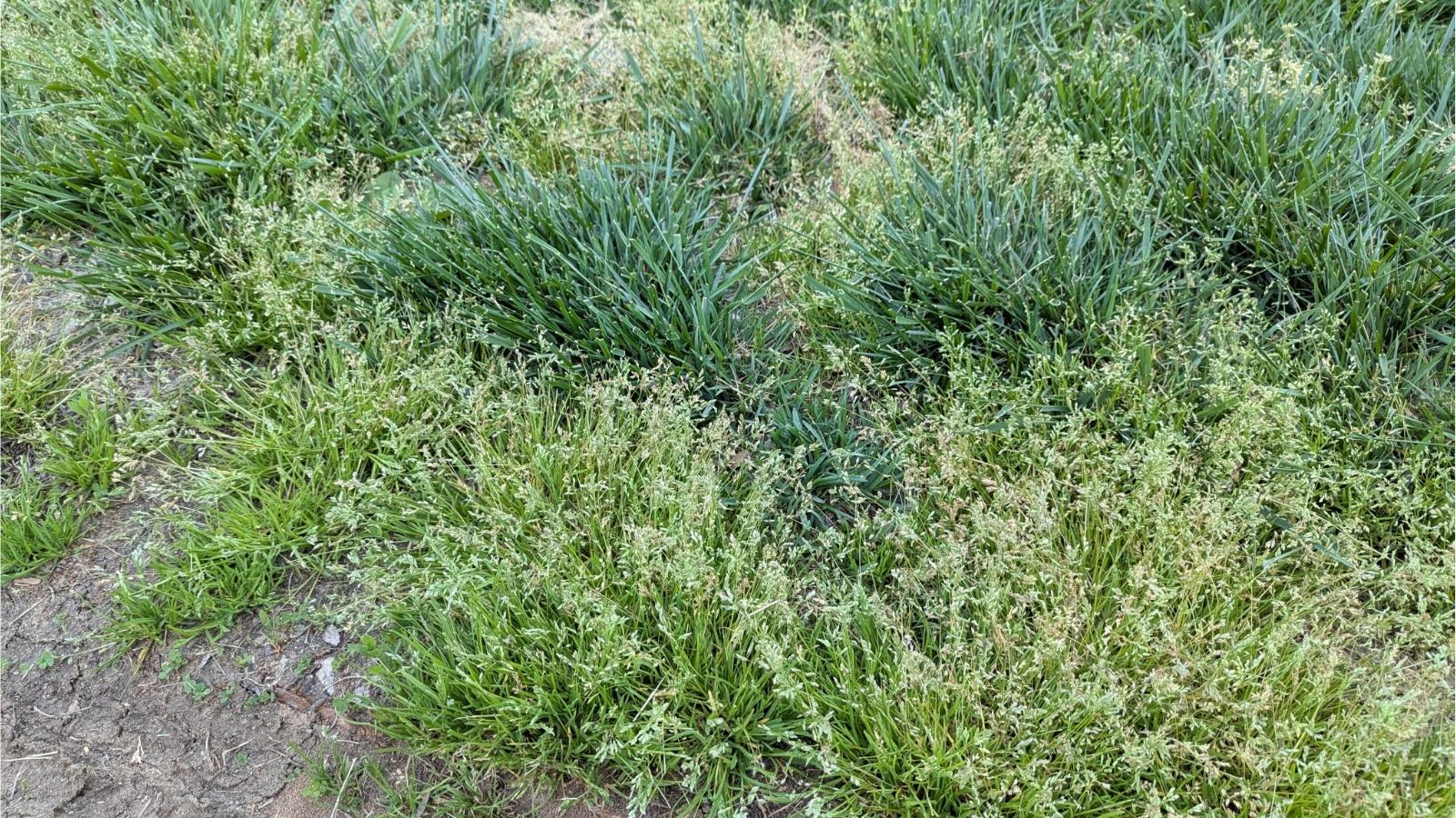 Multiple clumps of a lighter green, short, blooming grass among darker clumps of turfgrass in a lawn.