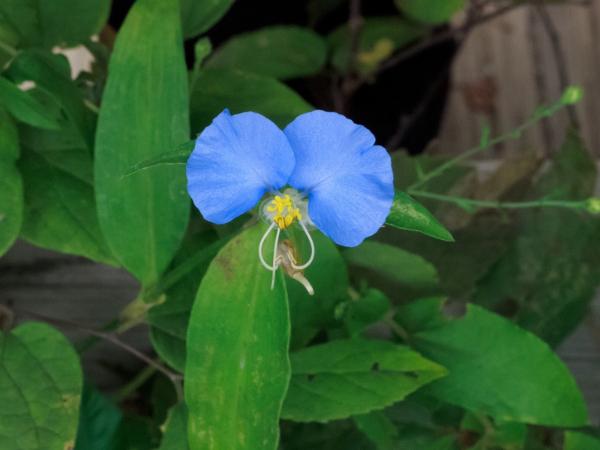 Close-up of a flower with two blue rounded petals, 3 long white filaments, and a central cluster of yellow pollen.