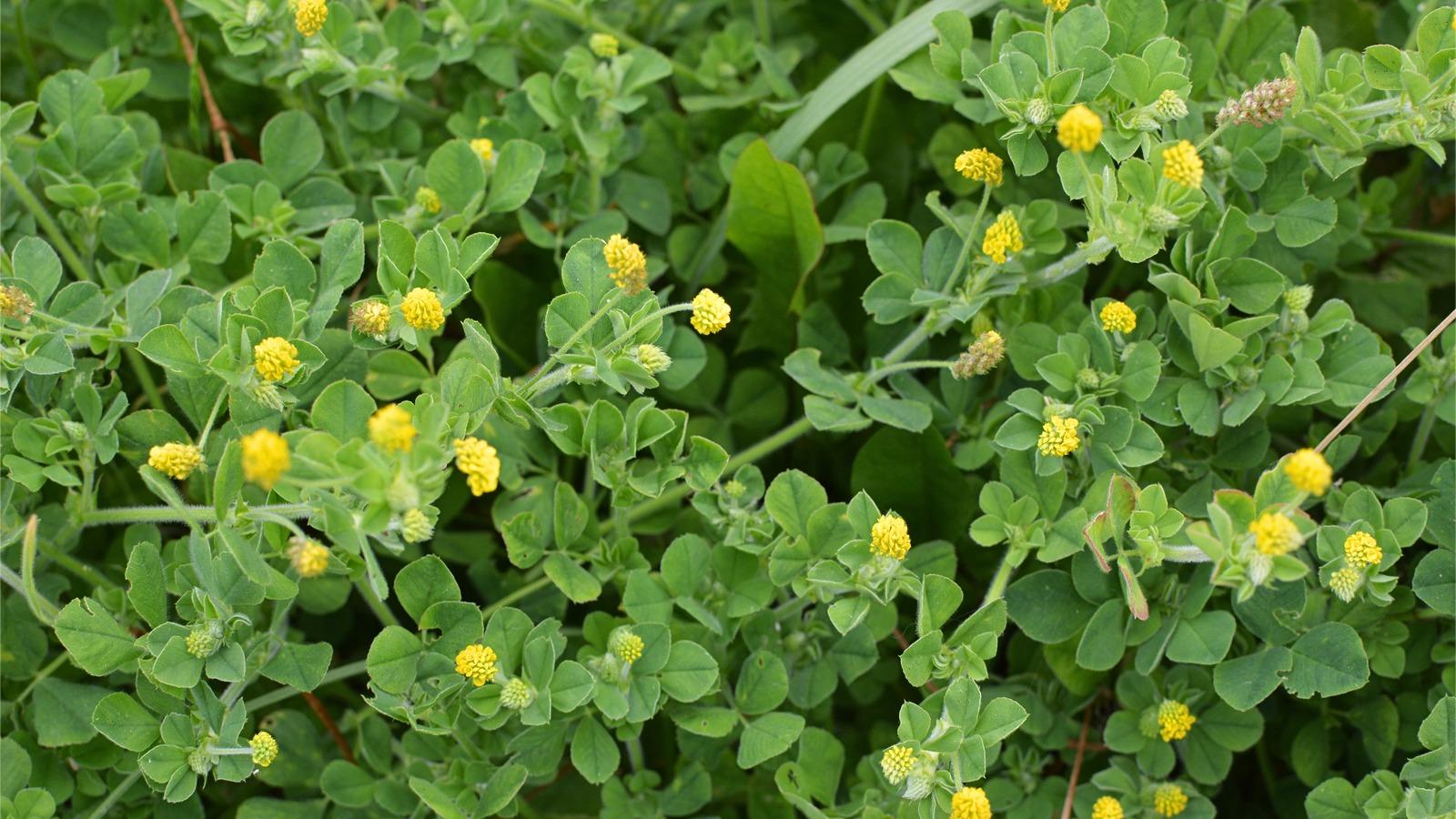 Close-up of a low-growing plant taking over a lawn. The plant looks like a small clover with 3-part leaves and yellow flowers.