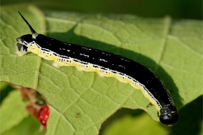A smooth caterpillar with a velvety black body, pale yellow sides, and slender, black, straight "horn" on its back near the end of its body.