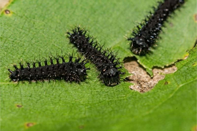 Young all-black caterpillars with black spines along the length of their bodies resting on a leaf.