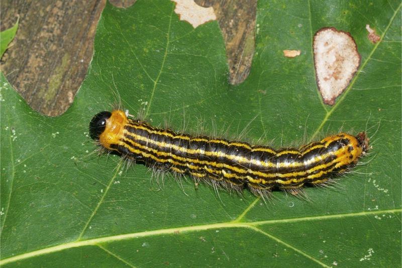A black-headed, black-bodied caterpillar with golden-yellow longitudinal strips and a yellow patch behind its head.
