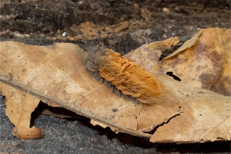 A caterpillar completely covered in dense, long hairs, orange-brown in color except for a dark gray head.