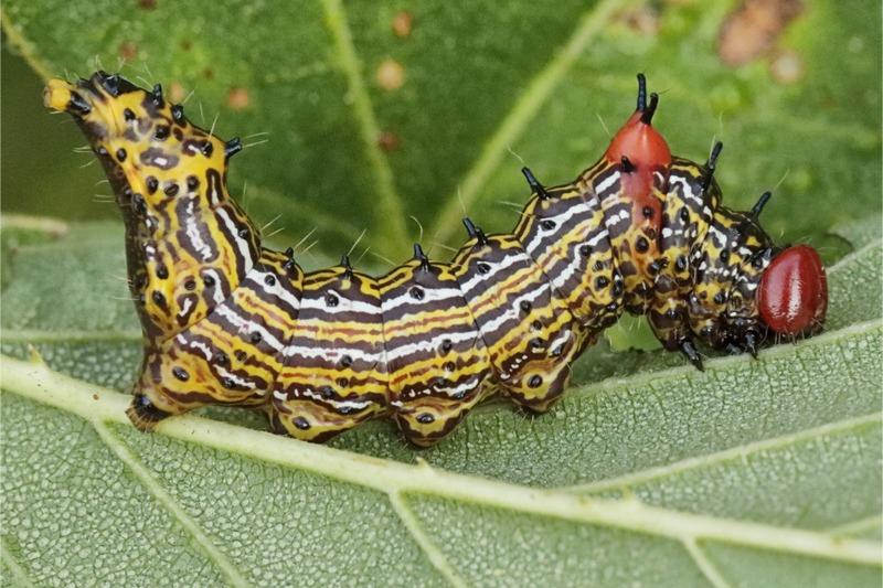 A mustard-yellow caterpillar with a red head, red hump behind the head, and short, sparse black spines sits on a leaf with its rear legs raised in the air.