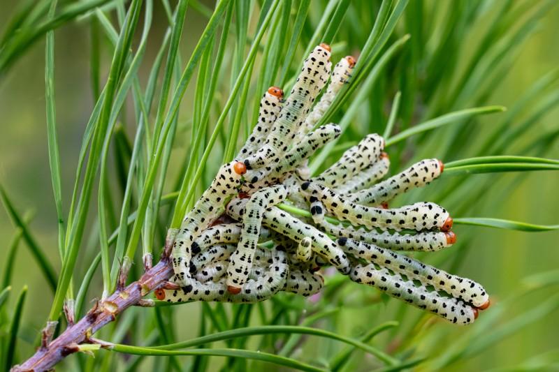 A tight cluster of caterpillar-shaped insects on a pine branch tip, with pale creamy-green bodies with red heads and a regular pattern of black spots along their backs.