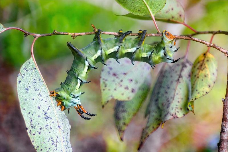 A minty-green caterpillar with bluish-white and black angular lines on each body segment. The head is dark red and several prominent horn-like spines are paired along its body.