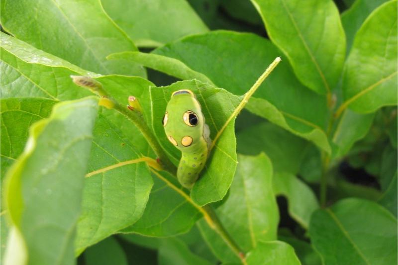 A bright green caterpillar with prominent black eyespots and yellow spots sits on a chewed leaf.