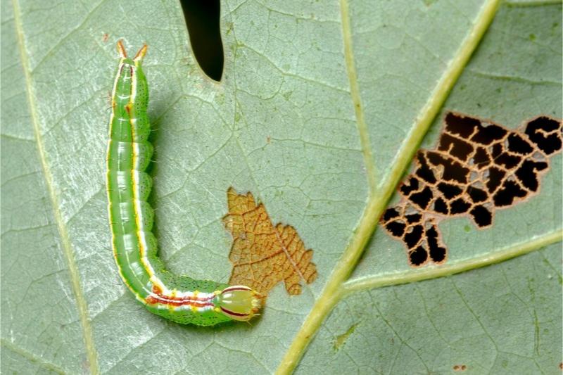 A slender green caterpillar with white stripes, a reddish-brown blotch behind its head, and a short forked projection on its rear sits next to chewing damage on a leaf.