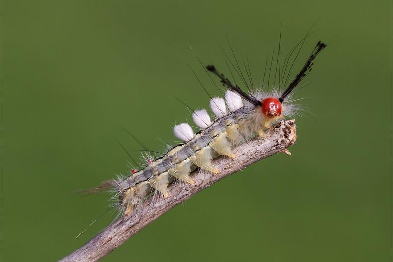 A red-headed caterpillar with a pale yellow and gray-striped body bearing four prominent, dense tufts of white hairs on its back and two antenna-like longer tufts of black hair behind its head.